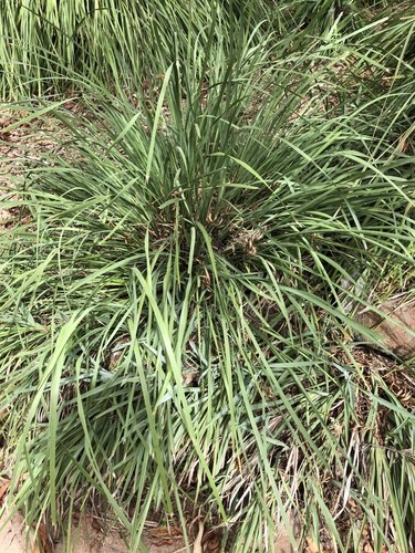 How to Plant and Grow Spiny-head mat-rush(Lomandra longifolia)