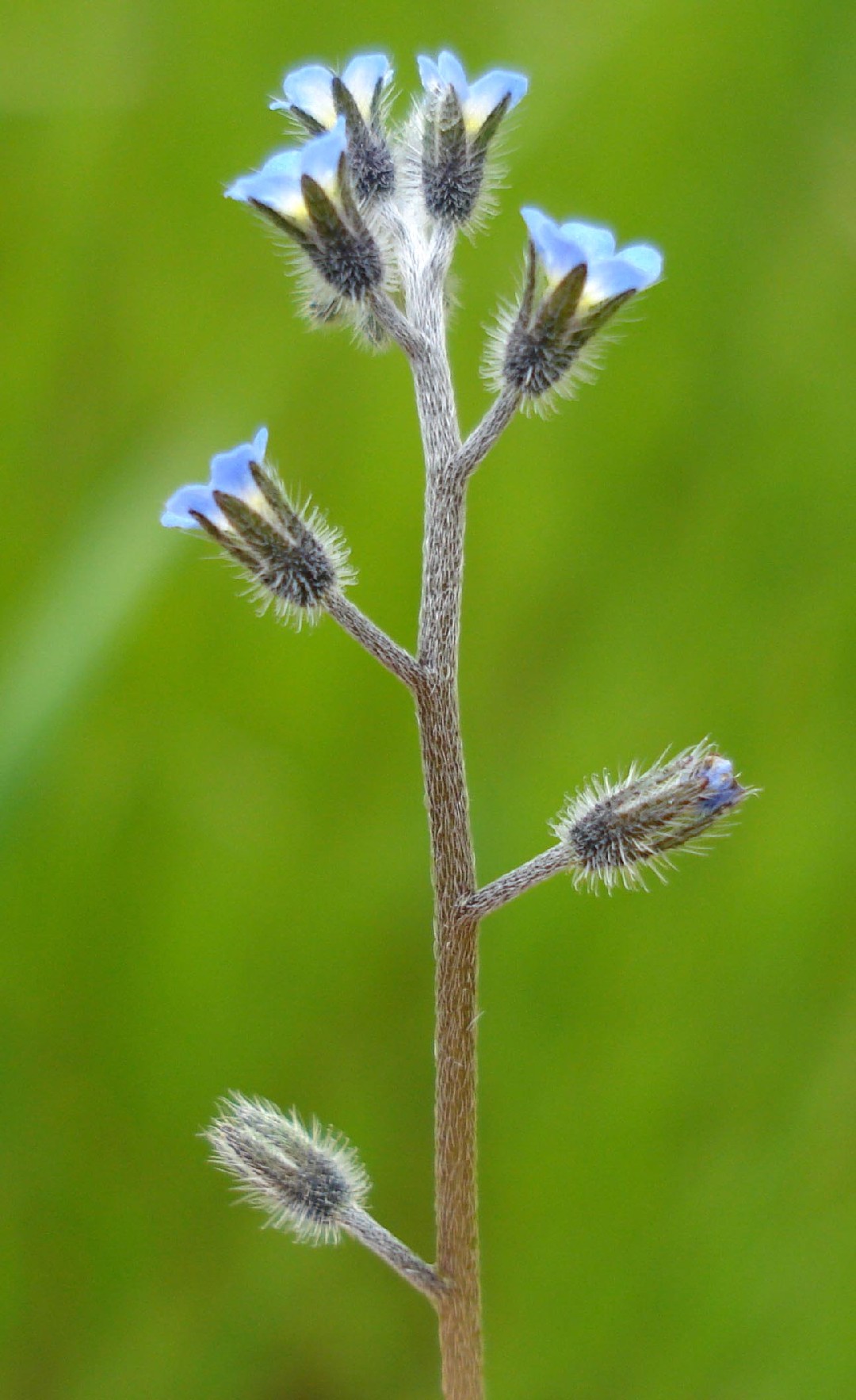 Незабудка ветвистая (Myosotis ramosissima) - PictureThis