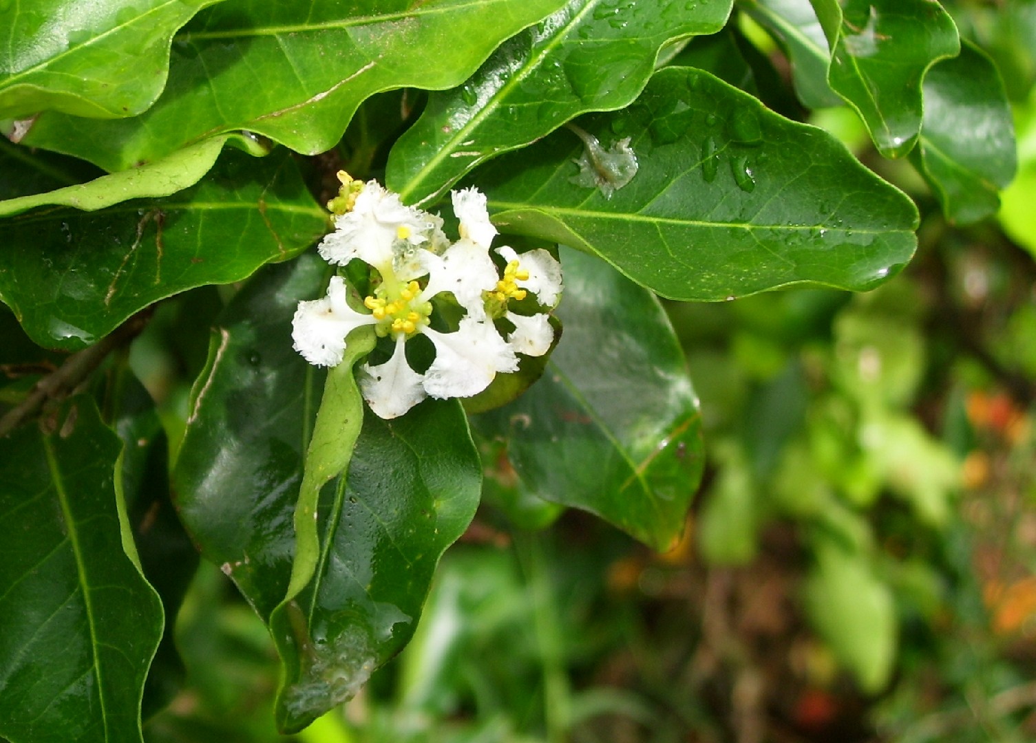 アセロラ Malpighia Glabra 花言葉 毒性 よくある質問 Picturethis