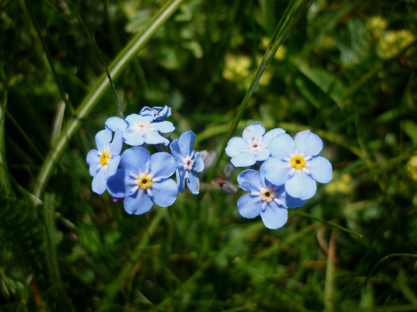 Alpine forget-me-not (Myosotis alpestris) Flower, Leaf, Care, Uses