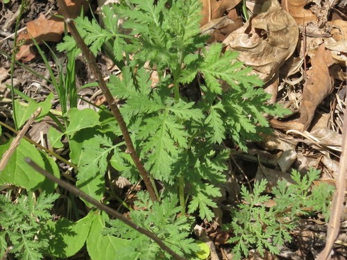 Sweet wormwood (Artemisia annua) Flower, Leaf, Care, Uses - PictureThis