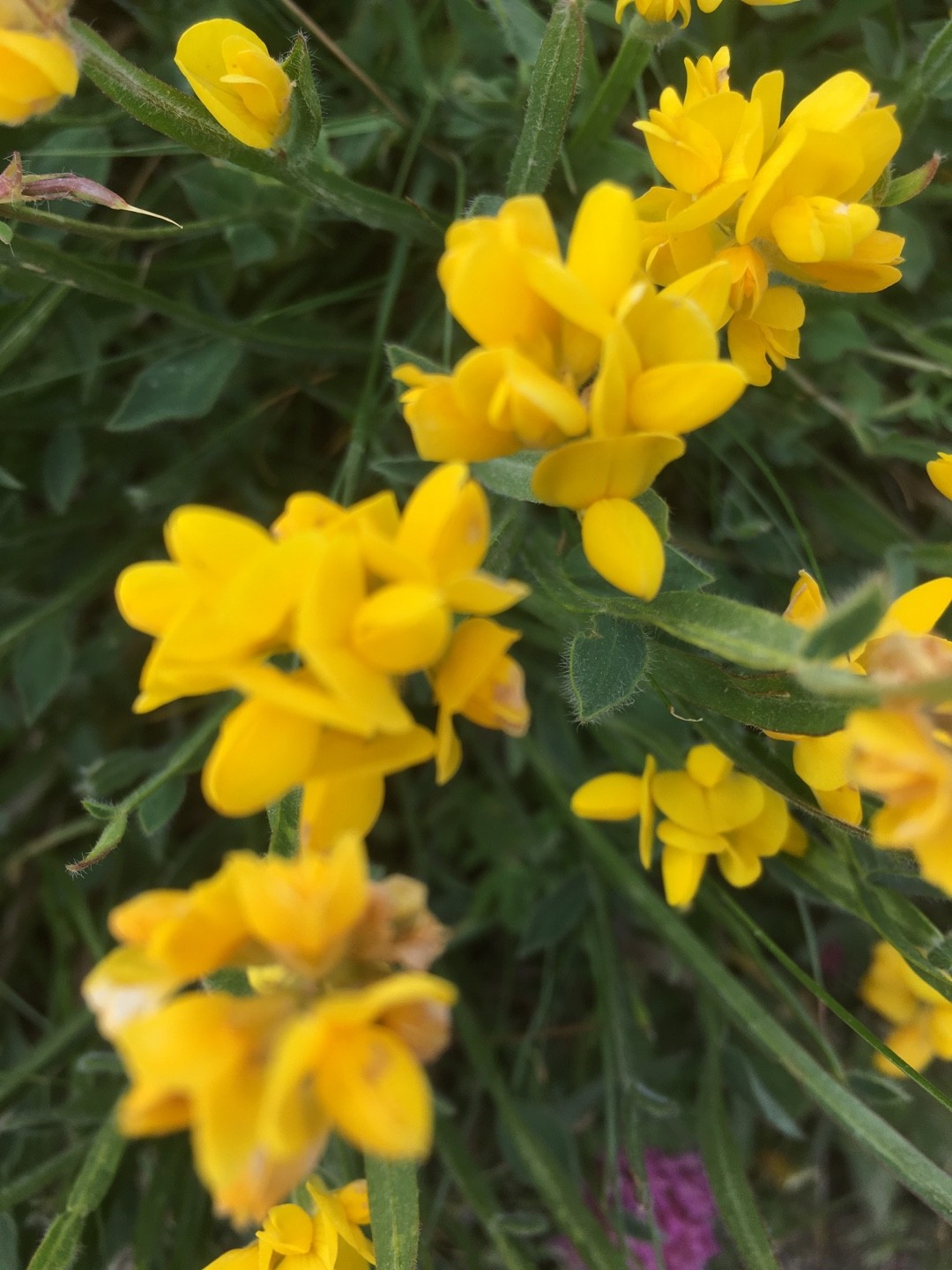 Genêt Ailé (Genista Sagittalis) - PictureThis