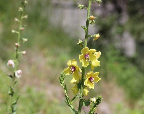 Коровяк Verbascum Honey Dijon