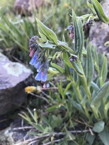 Mertensia - Wikipedia