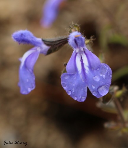 Salvia Bianca Cura(Come si cura, Coltivazione, Riproduzione) - PictureThis