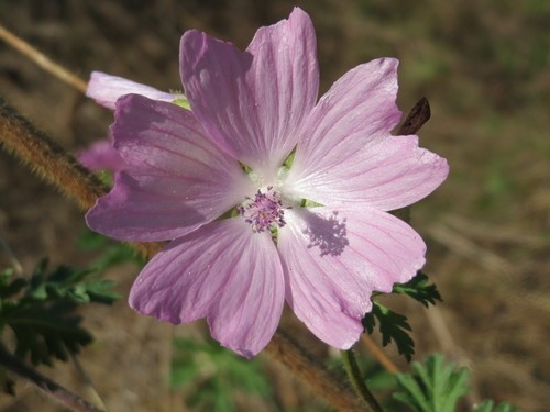 Musk mallow Care (Watering, Fertilize, Pruning, Propagation) - PictureThis