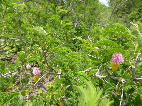 Marabú o aroma (Dichrostachys cinerea) - PictureThis