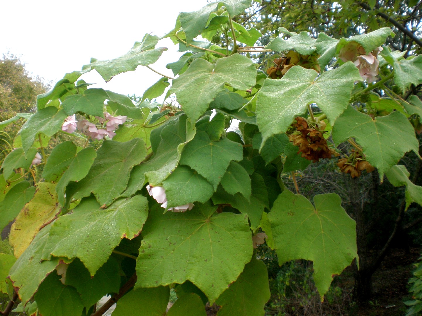 Домбея Берджесс (Dombeya burgessiae) - PictureThis