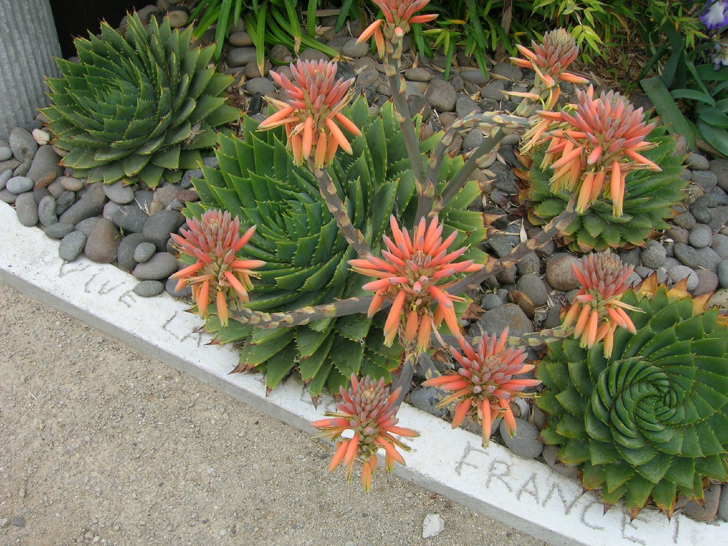 Aloe polyphylla