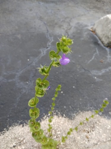 Clasping Venus's Looking Glass (triodanis Perfoliata) Flower, Leaf 