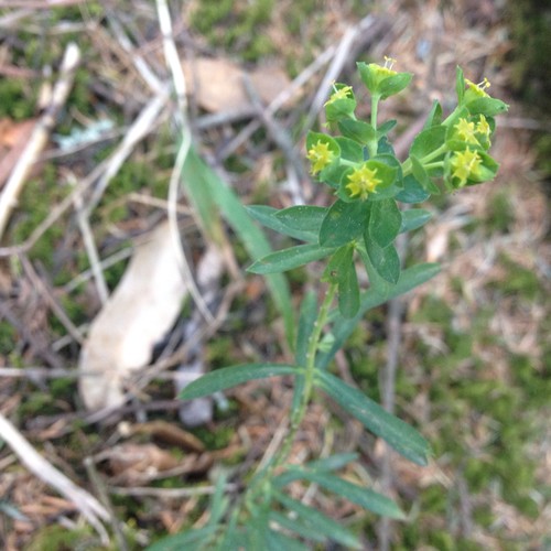 especie invasora frondosa spurge