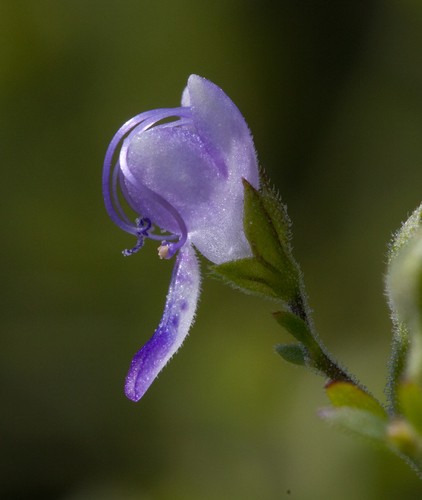 Forked bluecurls (Trichostema dichotomum) Flower, Leaf, Care, Uses ...