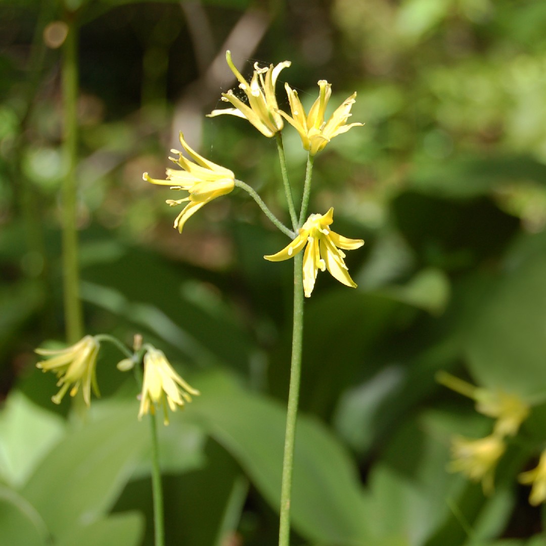 Клинтония северная (Clintonia borealis) - PictureThis