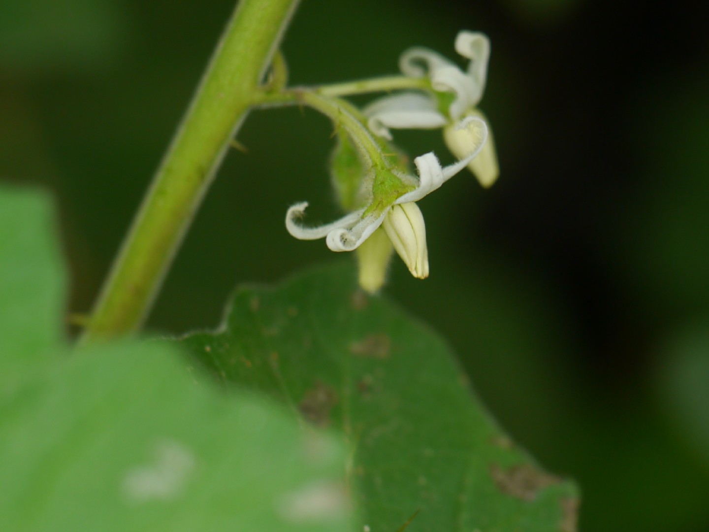 Solanum sisymbriifolium DSC09041(1) Planta do joá-bravo, j…