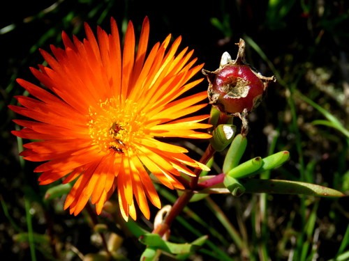 マツバギク属 Lampranthus 花言葉 学名 よくある質問 Picturethis