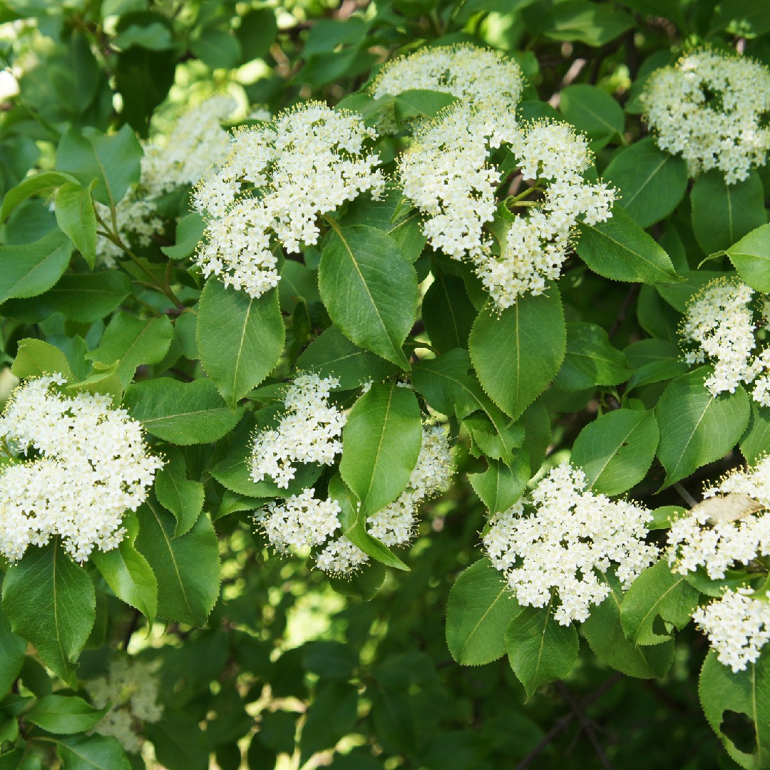 Viburnum prunifolium уход (почву, удобрение, обрезка) - PictureThis