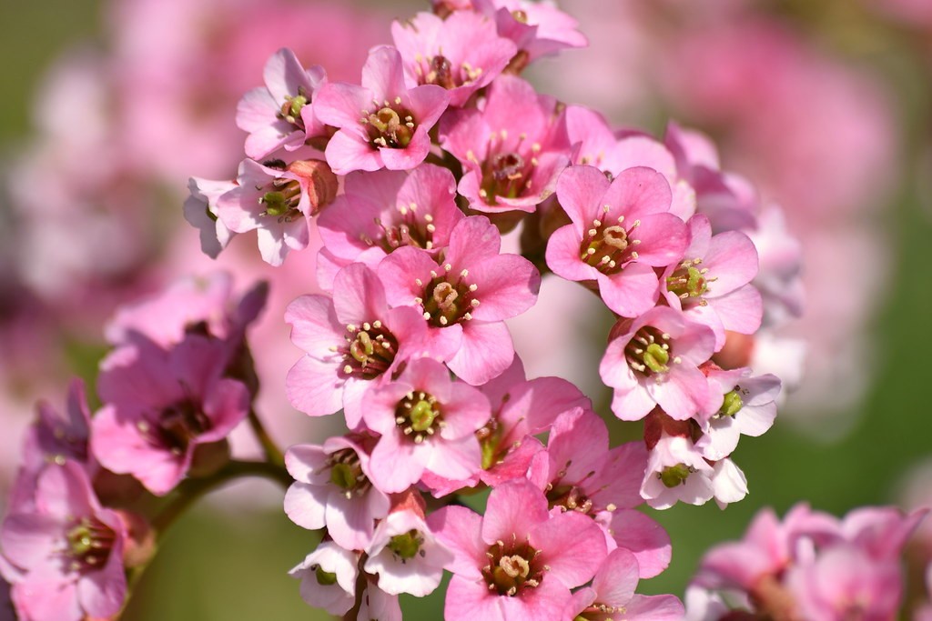 Eléphant Plante a Faire Pousser Gris - Noted – French Blossom