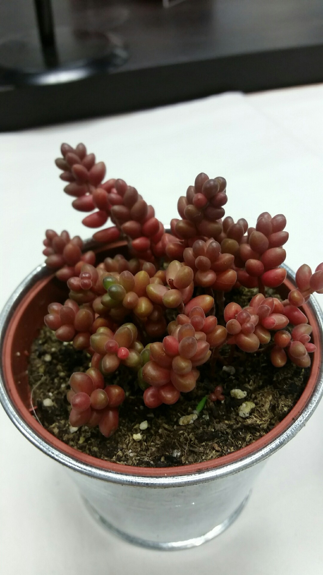 Очиток черноватый (Sedum atratum) - PictureThis