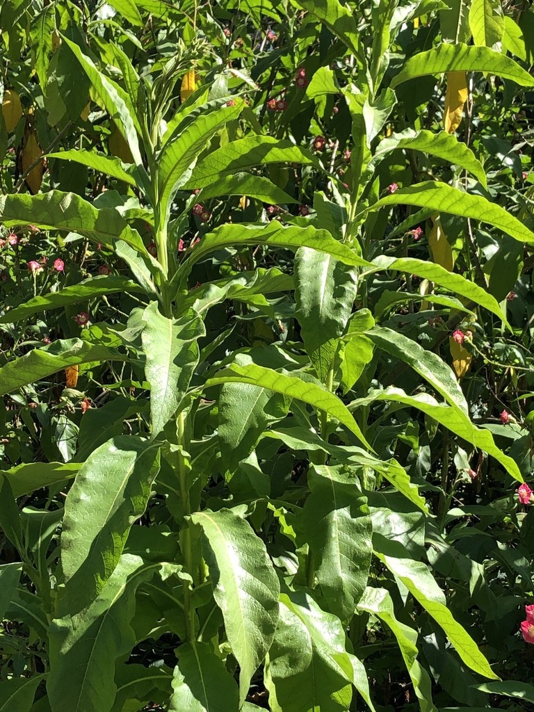 Pianta di Tabacco (Nicotiana)