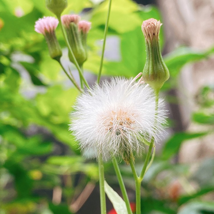 Clavel chino (Emilia sonchifolia) - PictureThis