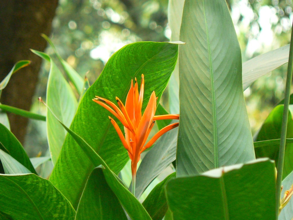 How to Plant and Grow Macaw-flower(Heliconia bihai)