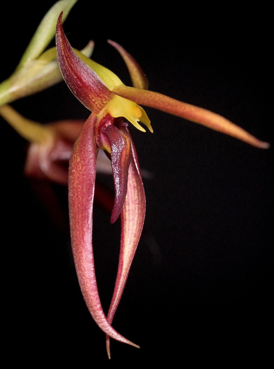 Pygmy tree orchid (Bulbophyllum pygmaeum) Flower, Leaf, Care, Uses ...