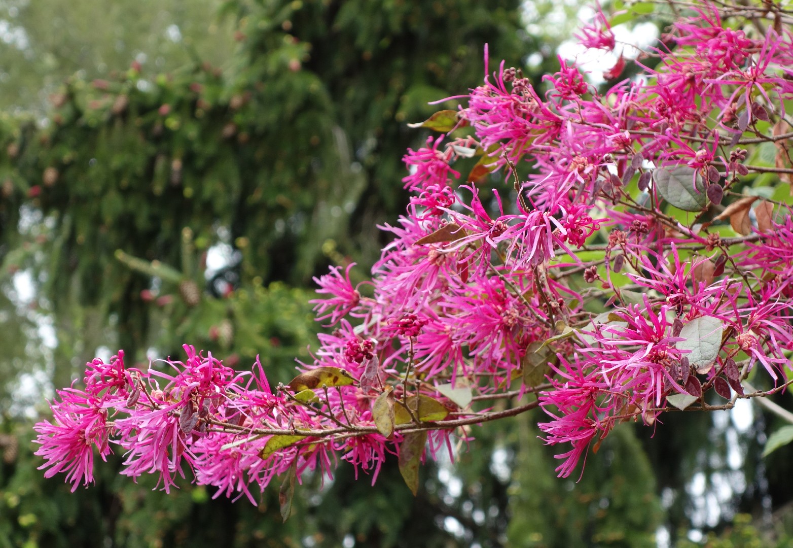 Ремнелепестник китайский красный (Loropetalum chinense var. rubrum) -  PictureThis