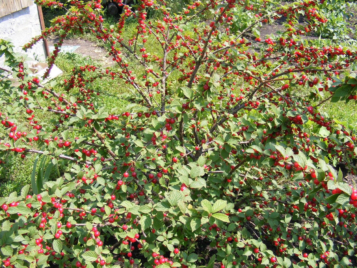 Вишня войлочная (Prunus tomentosa) - PictureThis