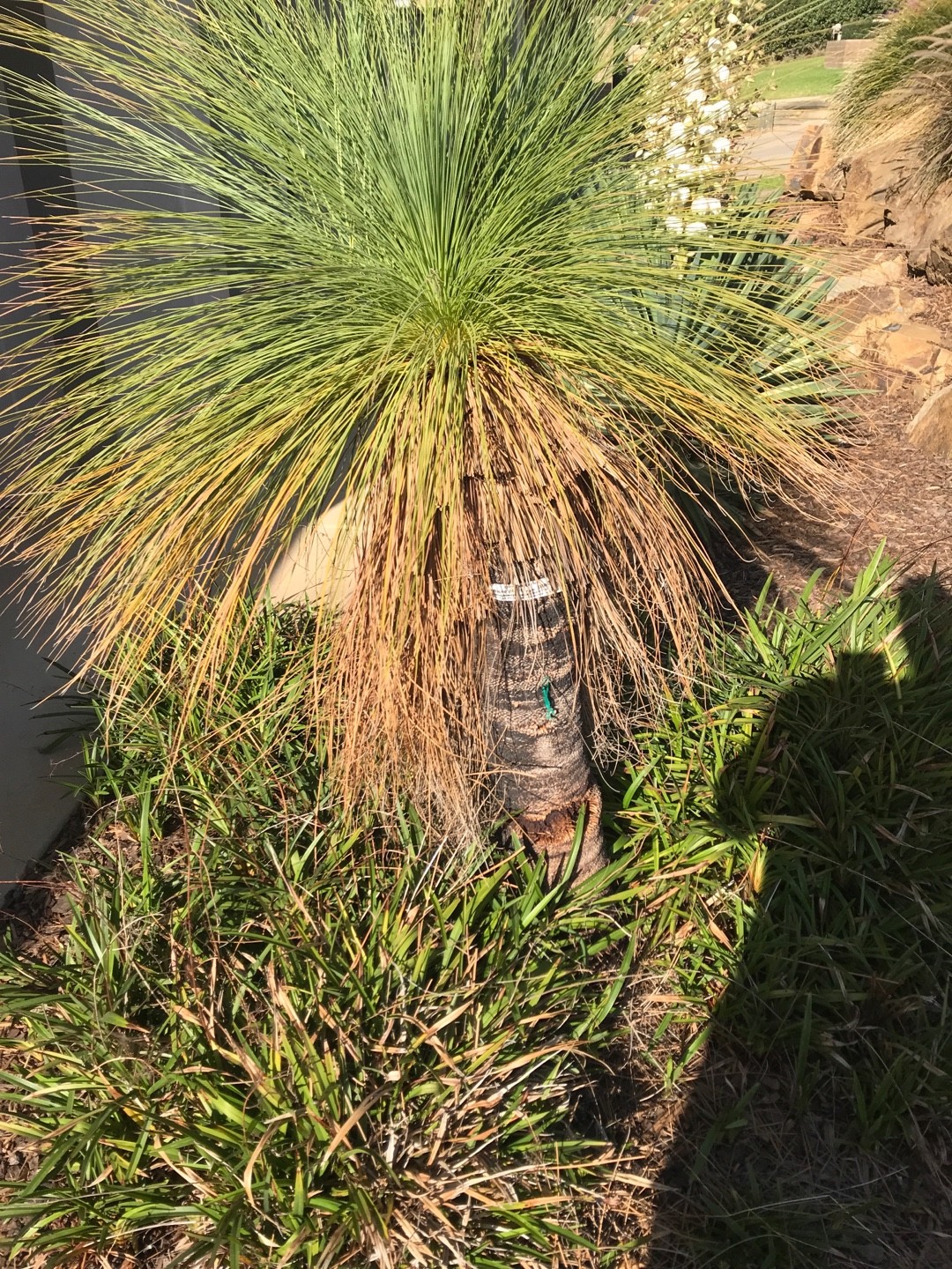 Xanthorrhoea preissiiの育て方・栽培方法