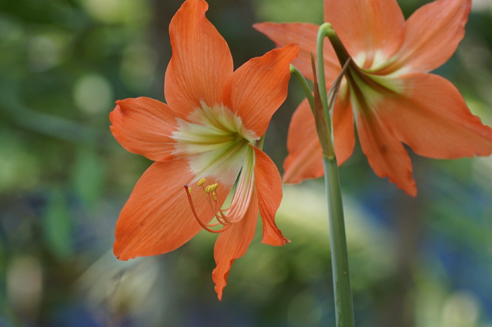 Azucena roja (Hippeastrum puniceum) - PictureThis