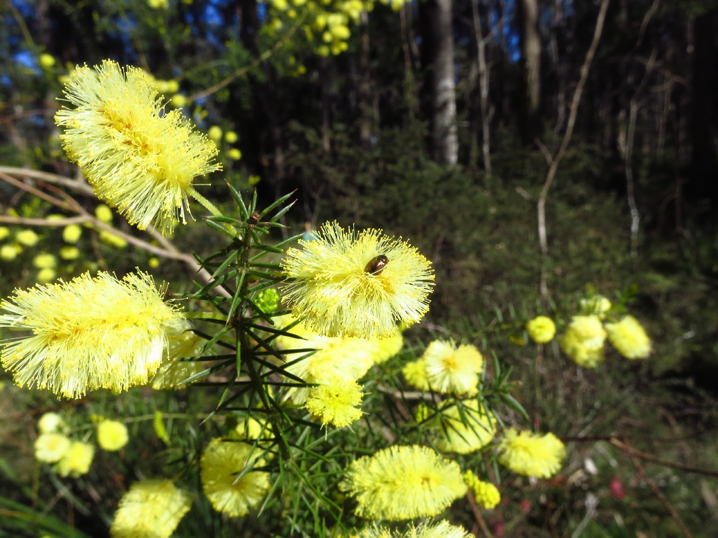 Мутовчатая акация (Acacia verticillata) - PictureThis