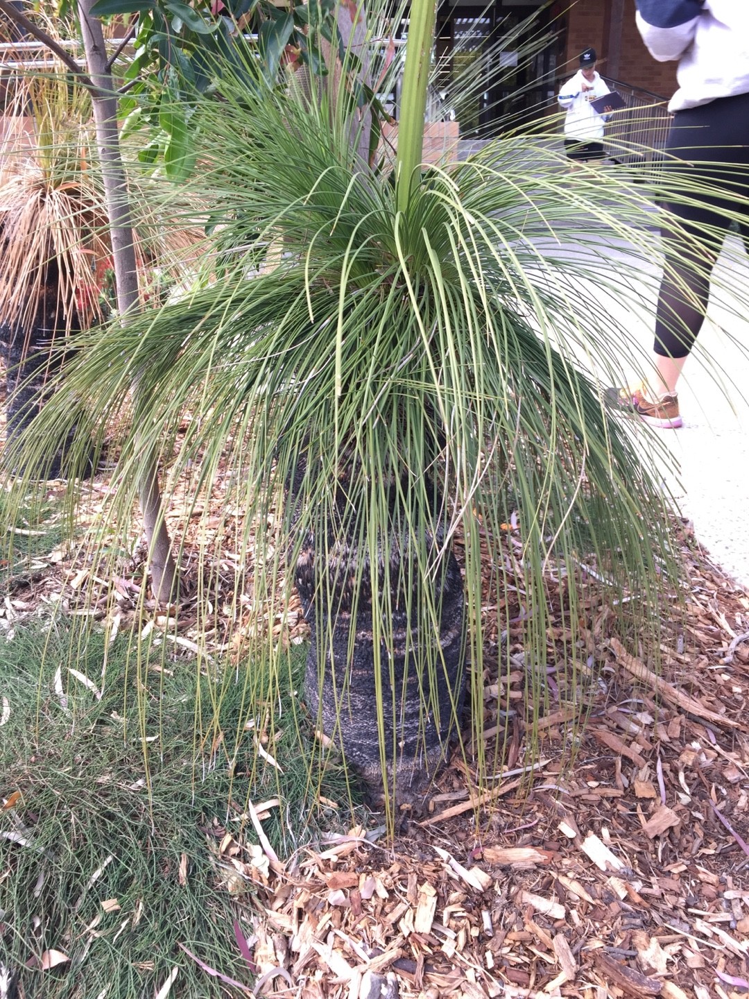 Xanthorrhoea preissiiの育て方・栽培方法