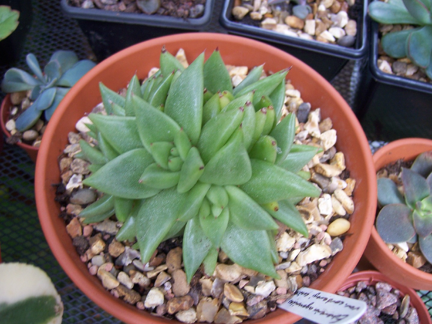 エケベリア・アガボイデス (Echeveria agavoides) 花言葉，毒性，よくある質問 - PictureThis