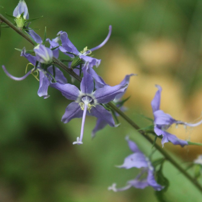 Campanula americanaの判定方法 (Campanula americana)