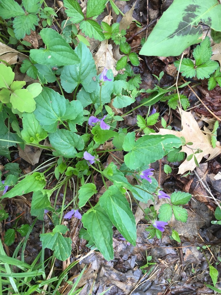 Viola sagittata - PictureThis