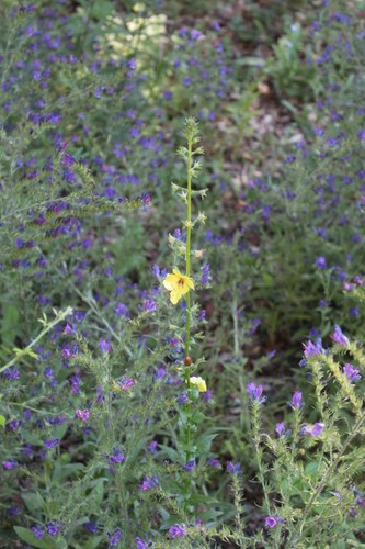 Verbascum blattaria