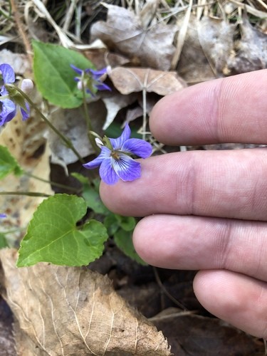 Фиалка лабрадорская. Фиалка (Виола) лабрадорская. Фиалка лабрадорская purpurea. Виола (фиалка) лабрадорская Пурпурея ( Viola labradorica purpurea). Фиалка лабрадорская в ландшафтном дизайне.