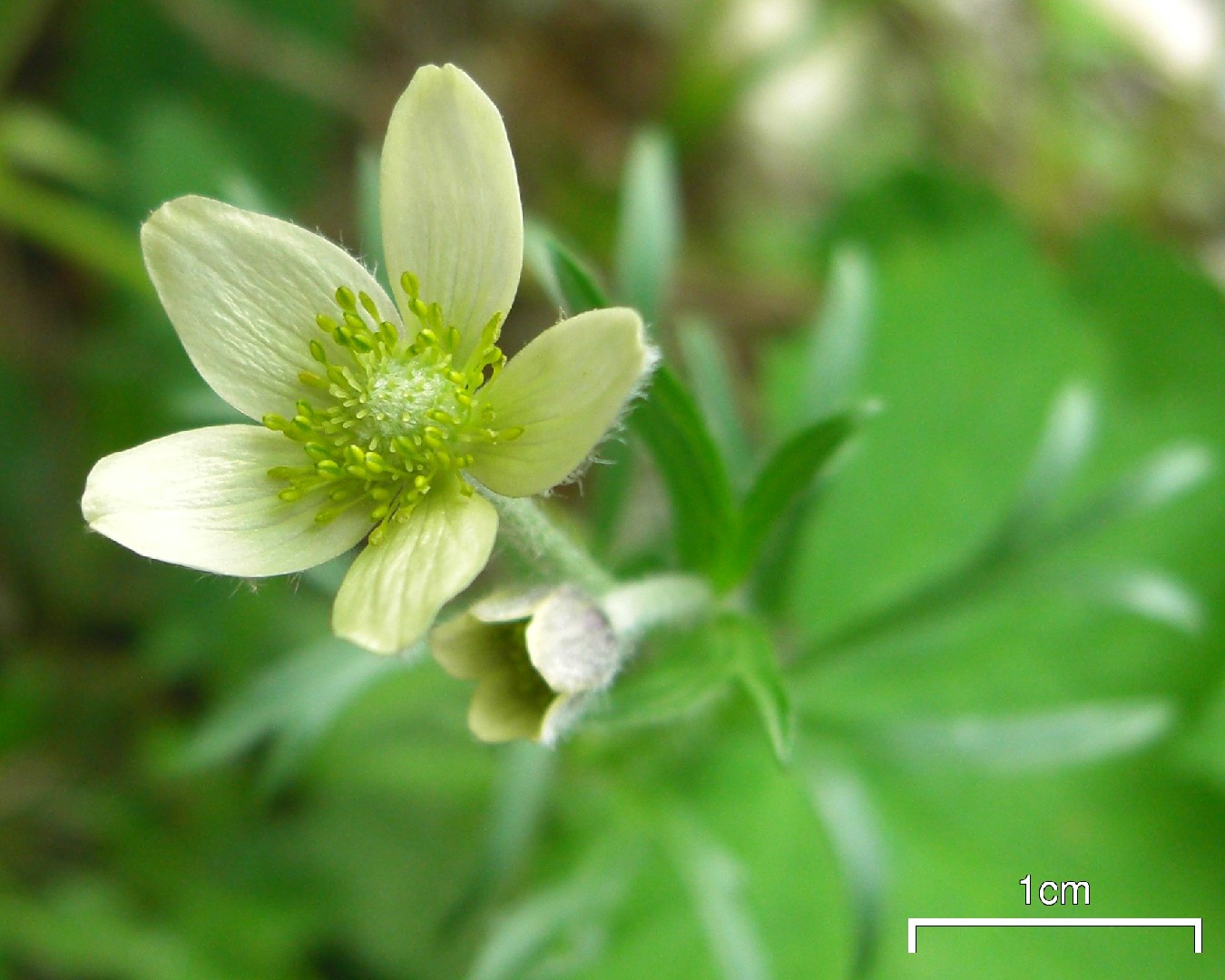 Ветреница многонадрезная (Anemone multifida) - PictureThis