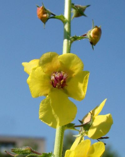 Verbascum blattaria