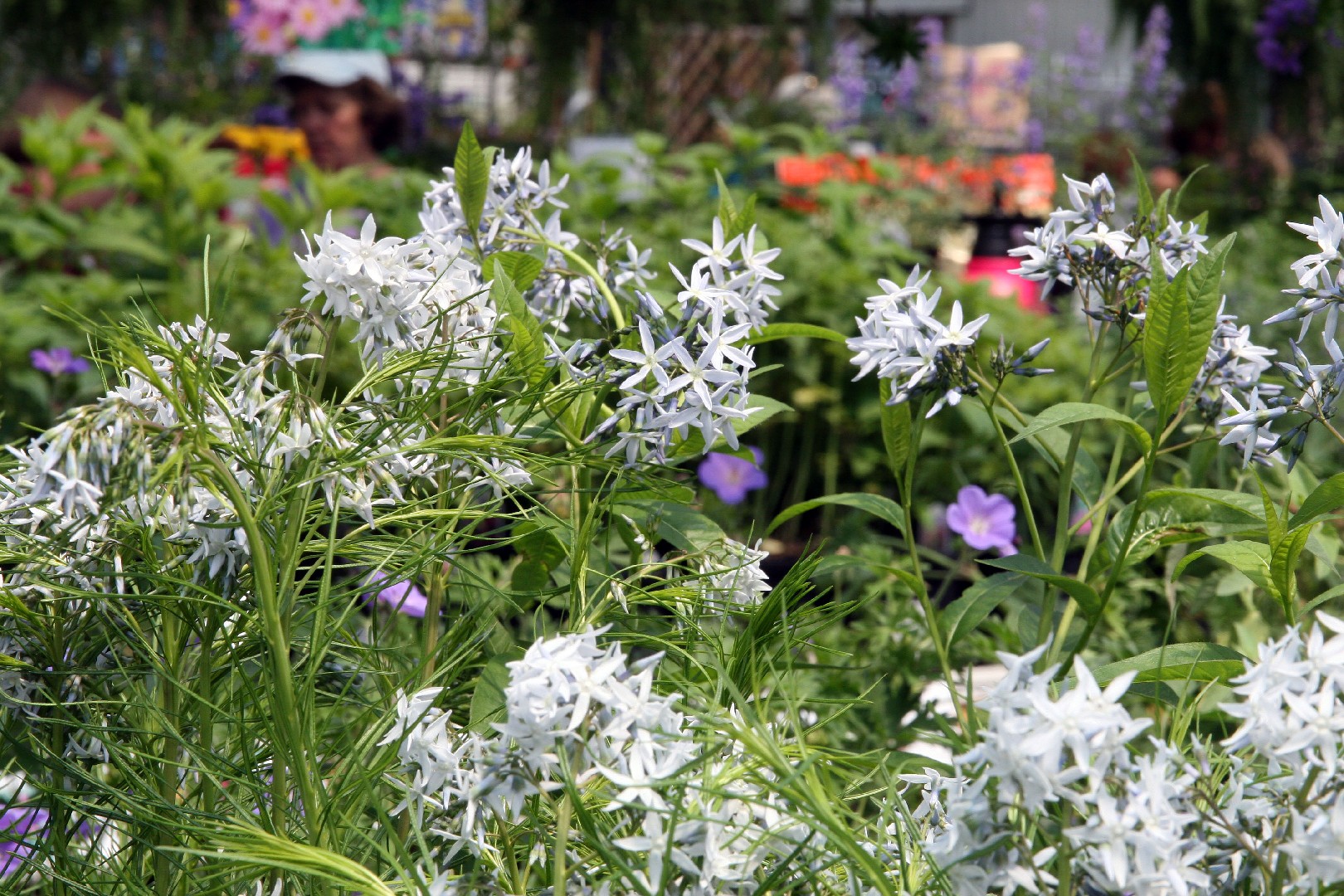 Threadleaf bluestar (Amsonia hubrichtii) - PictureThis