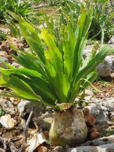 カイソウ（海葱） (Drimia maritima) 花言葉，毒性，よくある質問