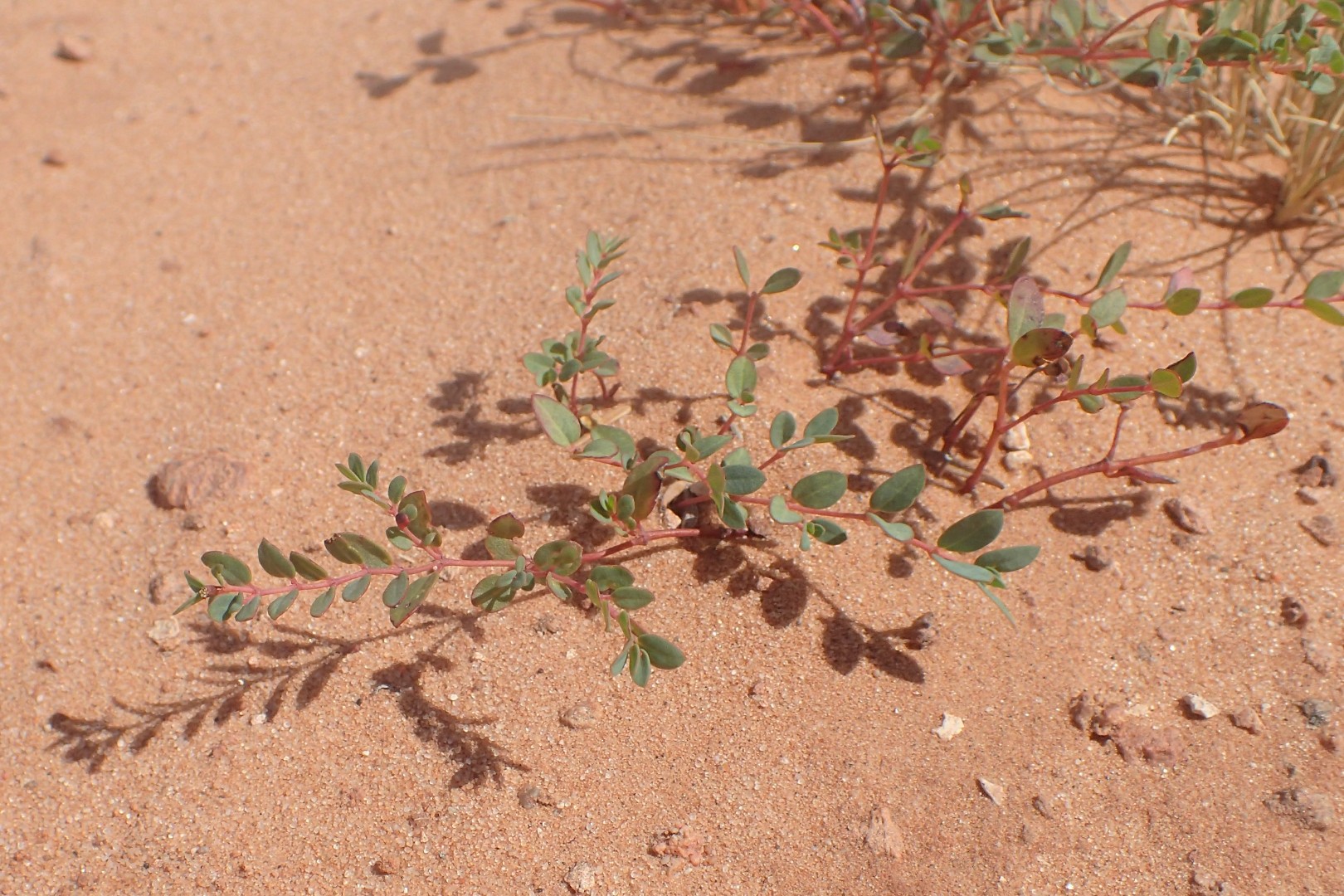 🌿 Как пересадить Euphorbia glyptosperma? (Оптимальное время, методы и уход  после пересадки)