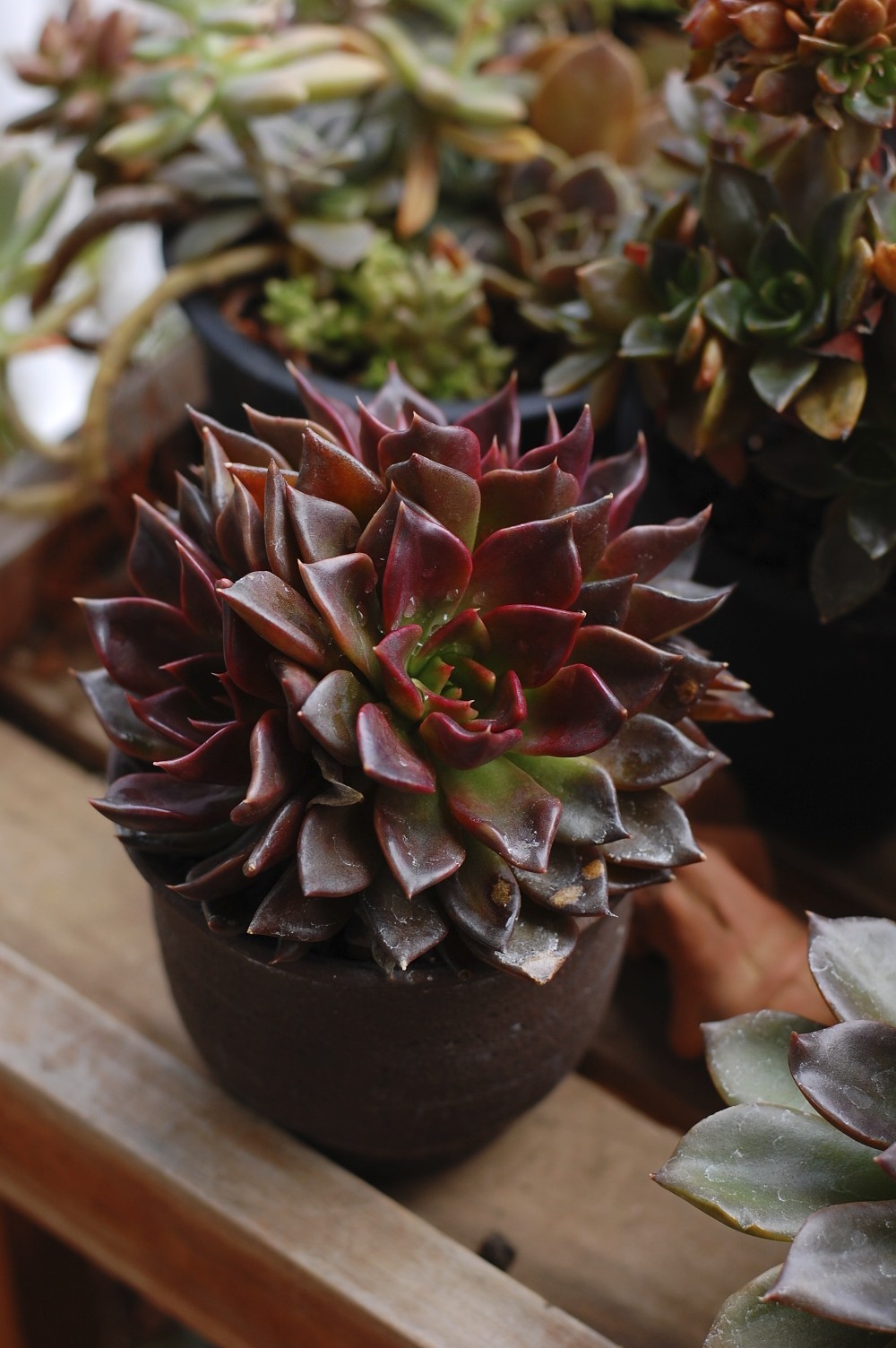 Black Prince Echeveria