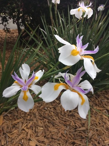 ディエテス・グランディフローラ (Dietes grandiflora) 花言葉，毒性，よくある質問 - PictureThis