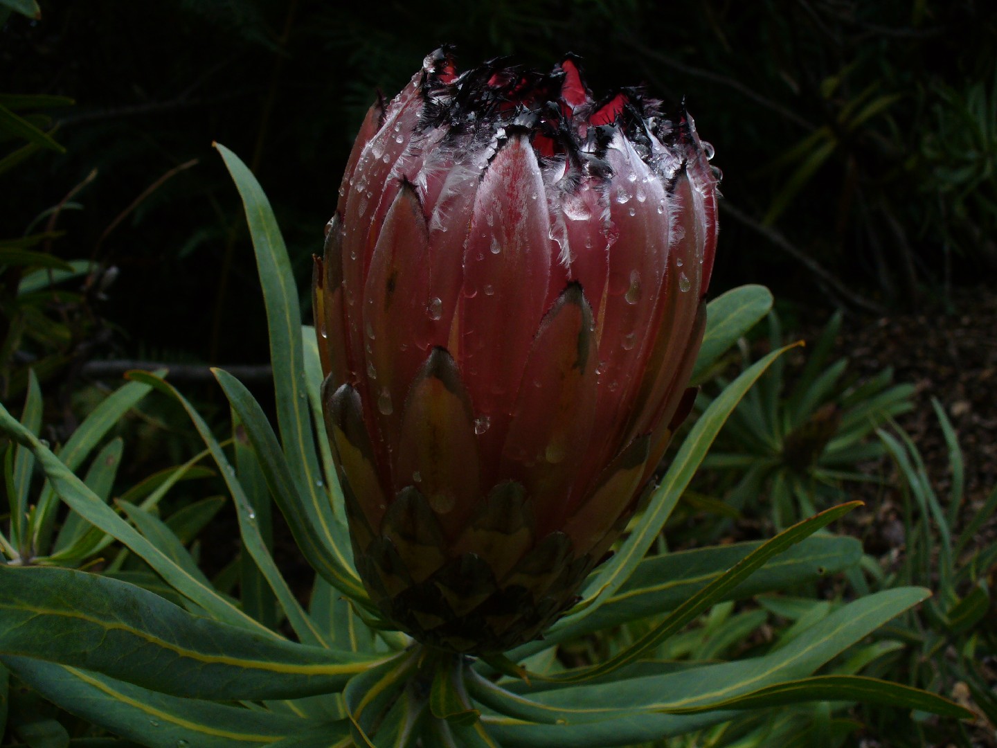 最終決算 プロテア ラウリフォリアの種子(Protea laurifolia)