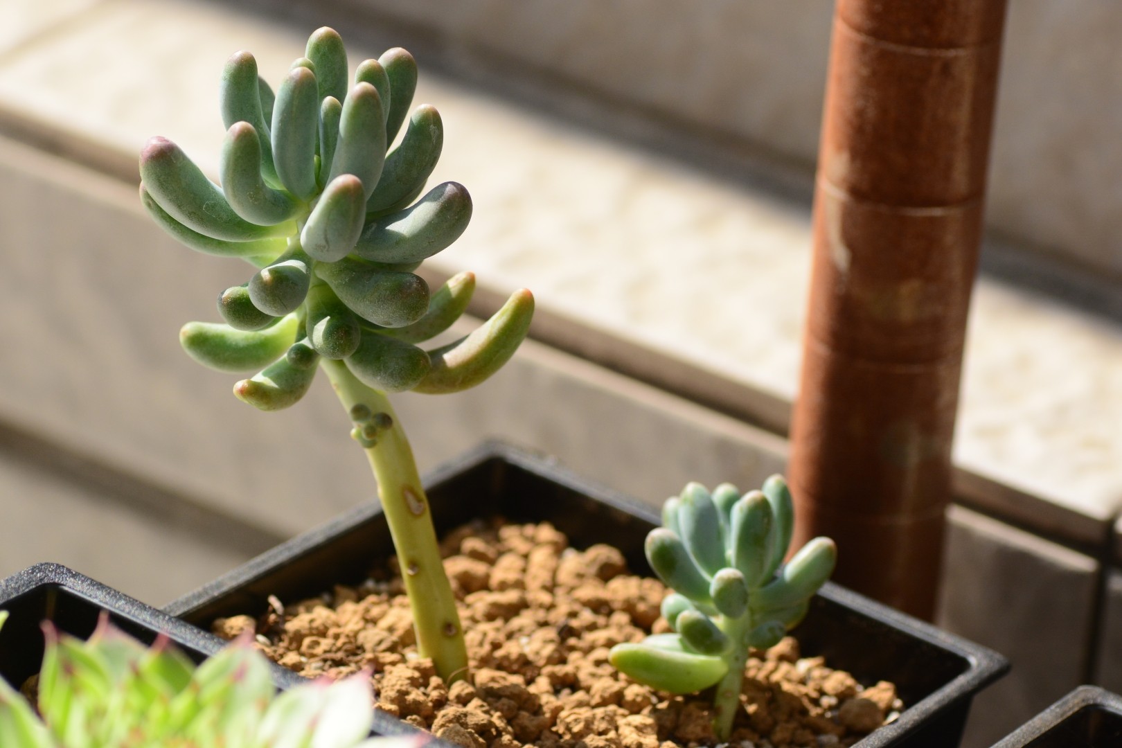 Очиток толстолистный (Sedum pachyphyllum) - PictureThis