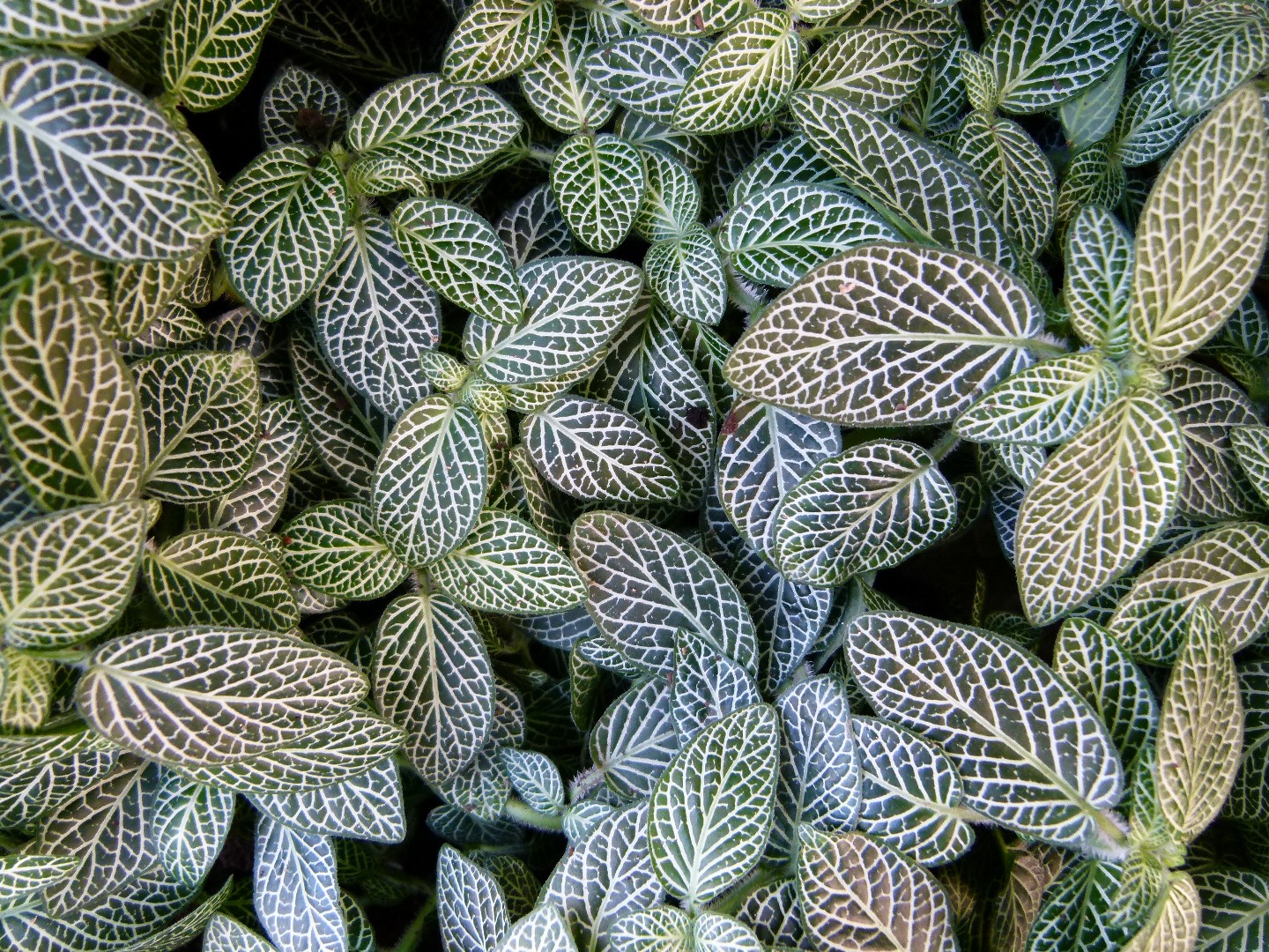 Фиттония беложильчатая (Fittonia albivenis) - PictureThis