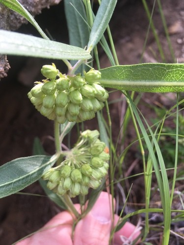 Green Comet Milkweed Asclepias Viridiflora Flower Leaf Care Uses Picturethis