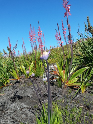 Agapanto africano (Agapanthus africanus) - PictureThis