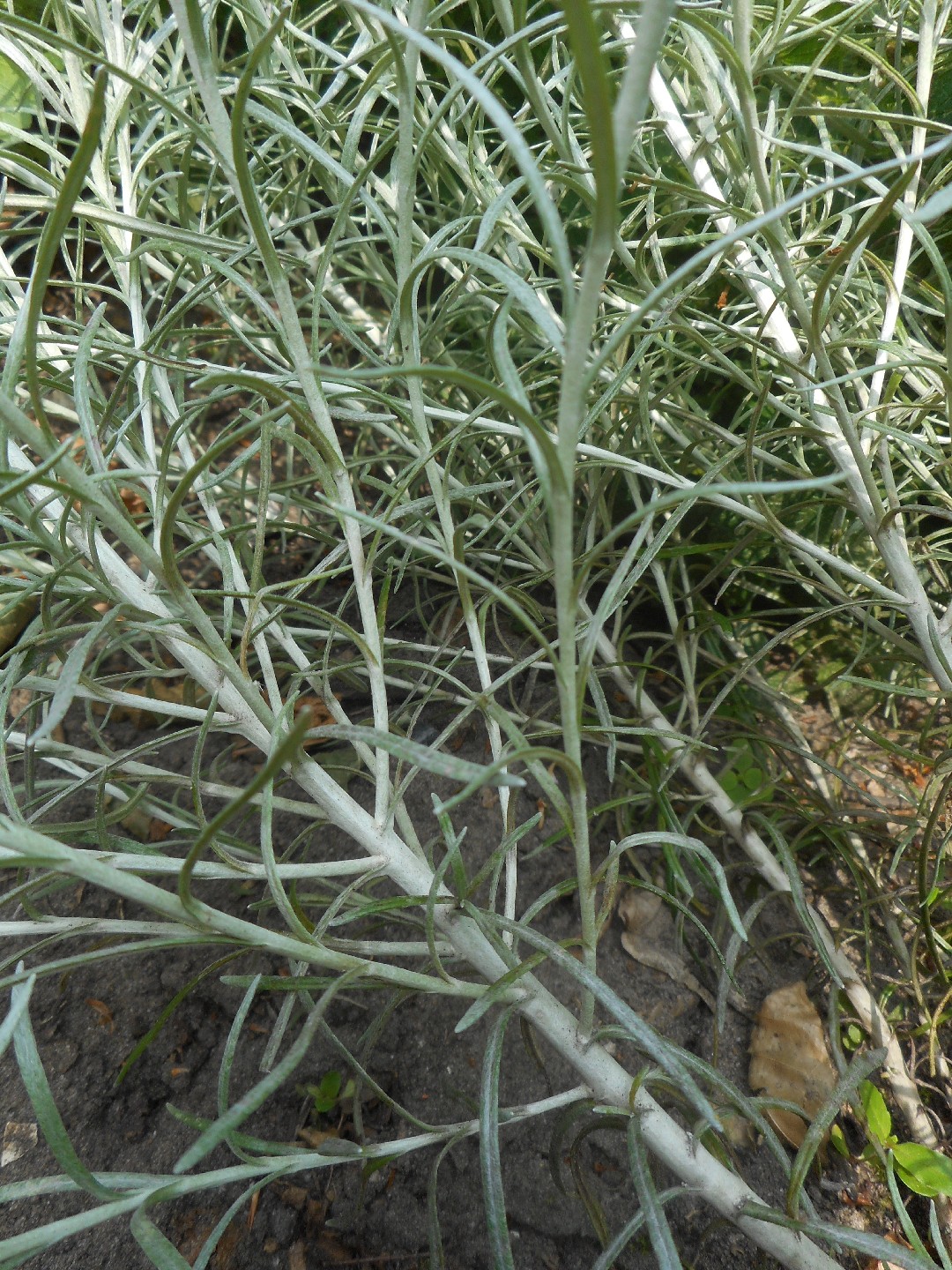 Бессмертник итальянский (Helichrysum italicum) - PictureThis